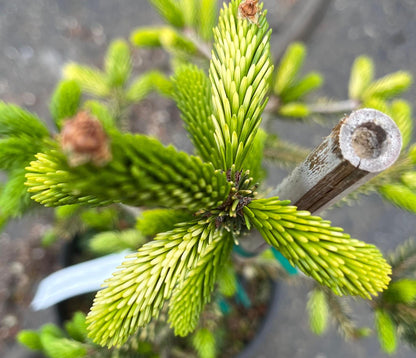 Silver Seedling Rare Variegated Oriental Spruce, Dwarf Evergreen Conifer Tree - Live Plant