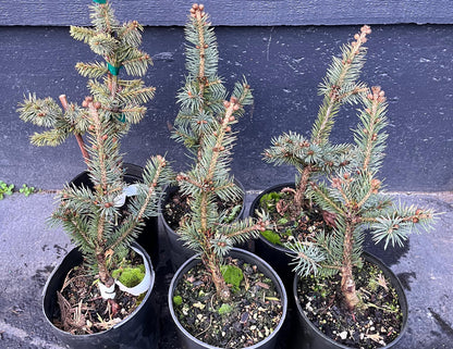 Gebelle's Golden Spring Picea Pungens, Rare Golden New Growth Blue Spruce - Live Plant