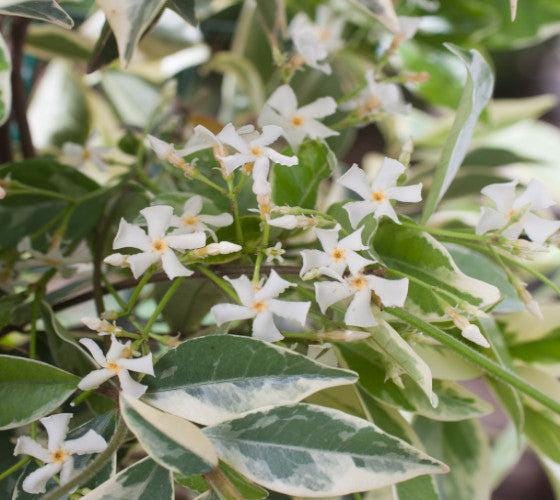 Variegated Jasmine Fragrant Flowering Shrub Vine - Live Plant
