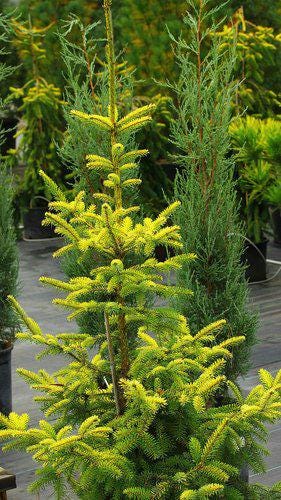 Aurea Golden Serbian Spruce, Narrow Upright Picea Omorika Collector Conifer - Live Plant