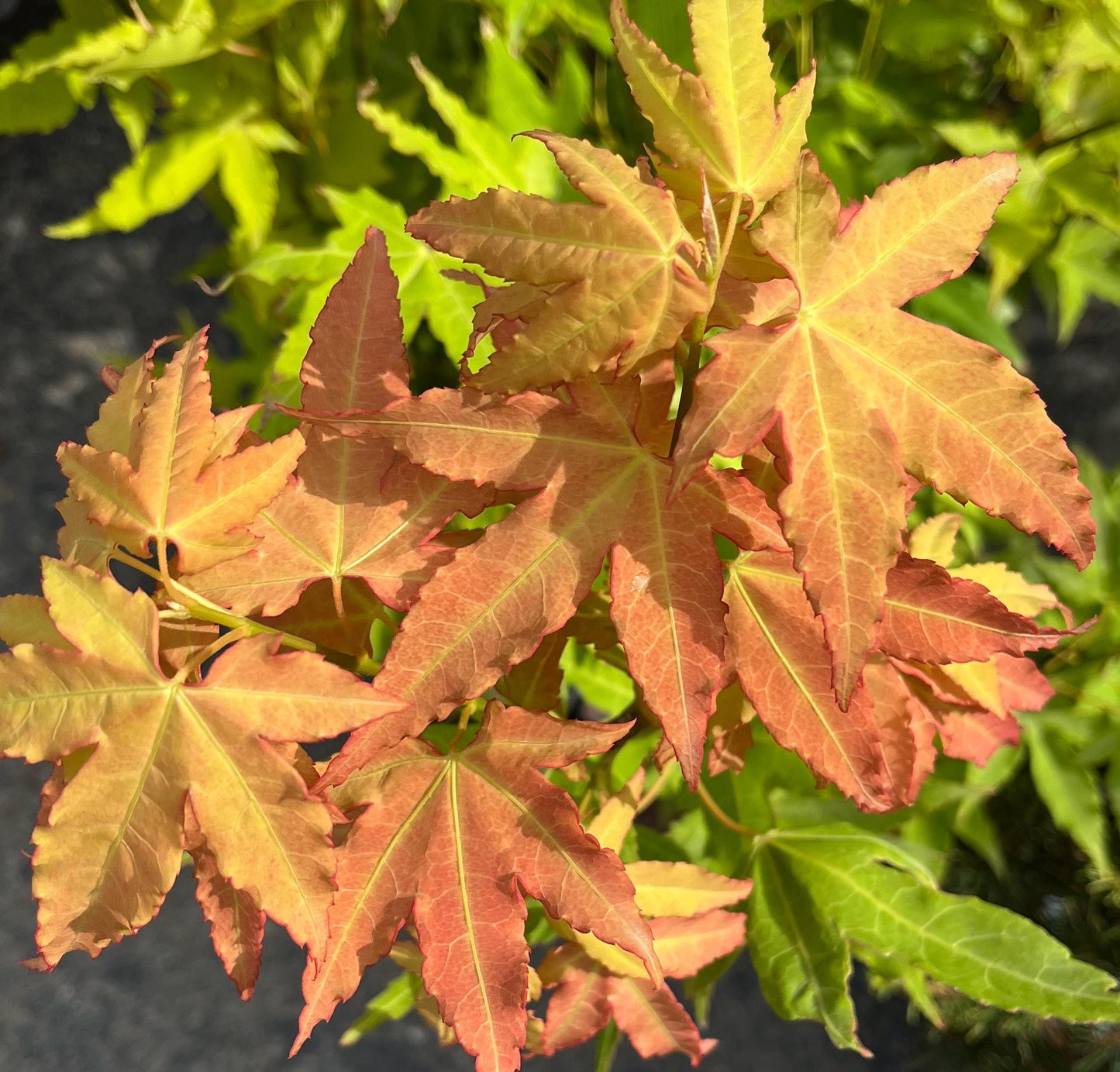Hot Blonde Japanese Maple, Rare Acer Oliverianum Heat Tolerant - Live Plant