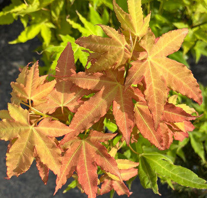 Hot Blonde Japanese Maple, Rare Acer Oliverianum Heat Tolerant - Live Plant