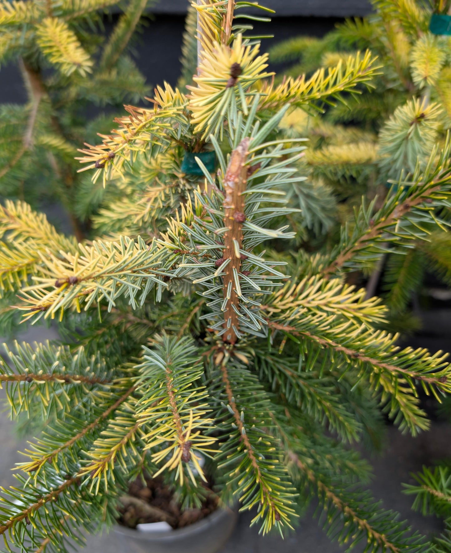 Aurea Golden Serbian Spruce, Narrow Upright Picea Omorika Collector Conifer - Live Plant