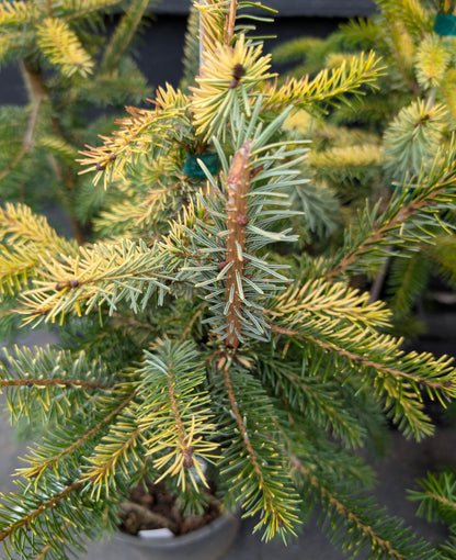 Aurea Golden Serbian Spruce, Narrow Upright Picea Omorika Collector Conifer - Live Plant