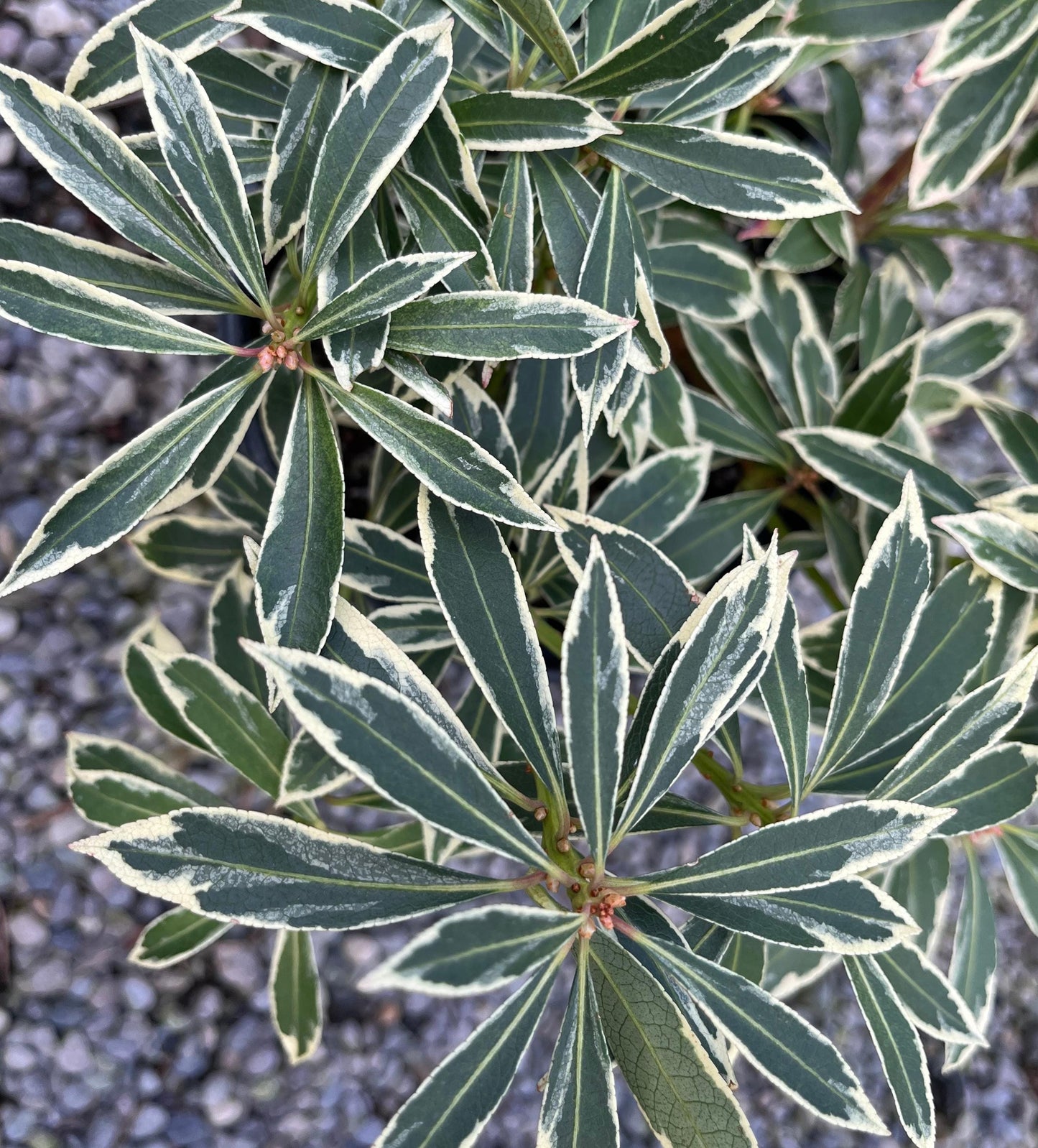 Flaming Silver Variegated Lily Of The Valley, Flowering Evergreen Shrub - Live Plant