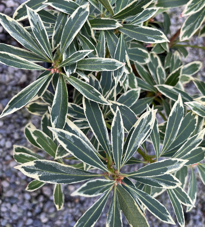 Flaming Silver Variegated Lily Of The Valley, Flowering Evergreen Shrub - Live Plant