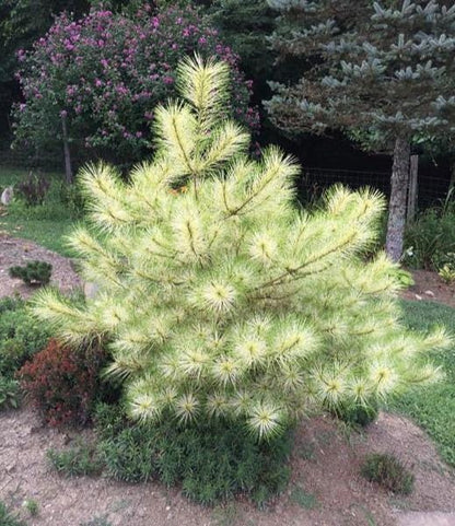 Golden Ghost Japanese Red Pine, Variegated Conifer Tree - Live Plant