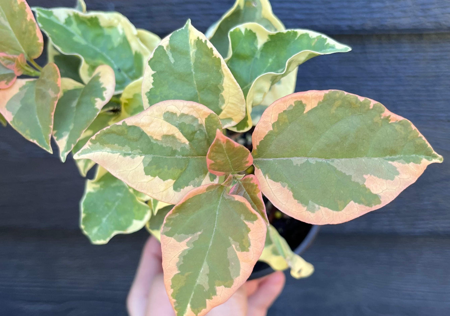 Bengal Orange Bougainvillea Rare Variegated Flowering Vine - Live Plant