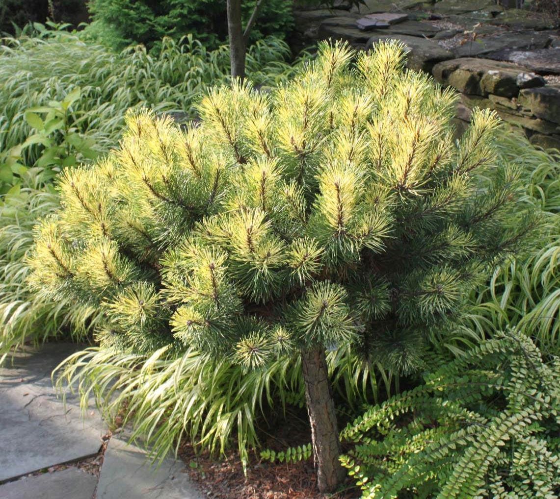 Sunshine Variegated Mugo Pine, Dwarf Conifer Bonsai Starter Tree - Live Plant