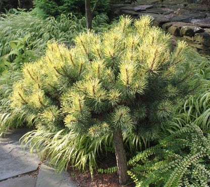 Sunshine Variegated Mugo Pine, Dwarf Conifer Bonsai Starter Tree - Live Plant