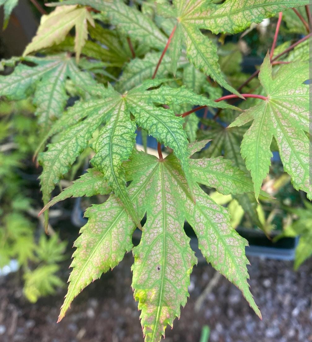 Nebula Rare Japanese Maple, Dwarf Reticulated Acer Palmatum Tree - Live Plant