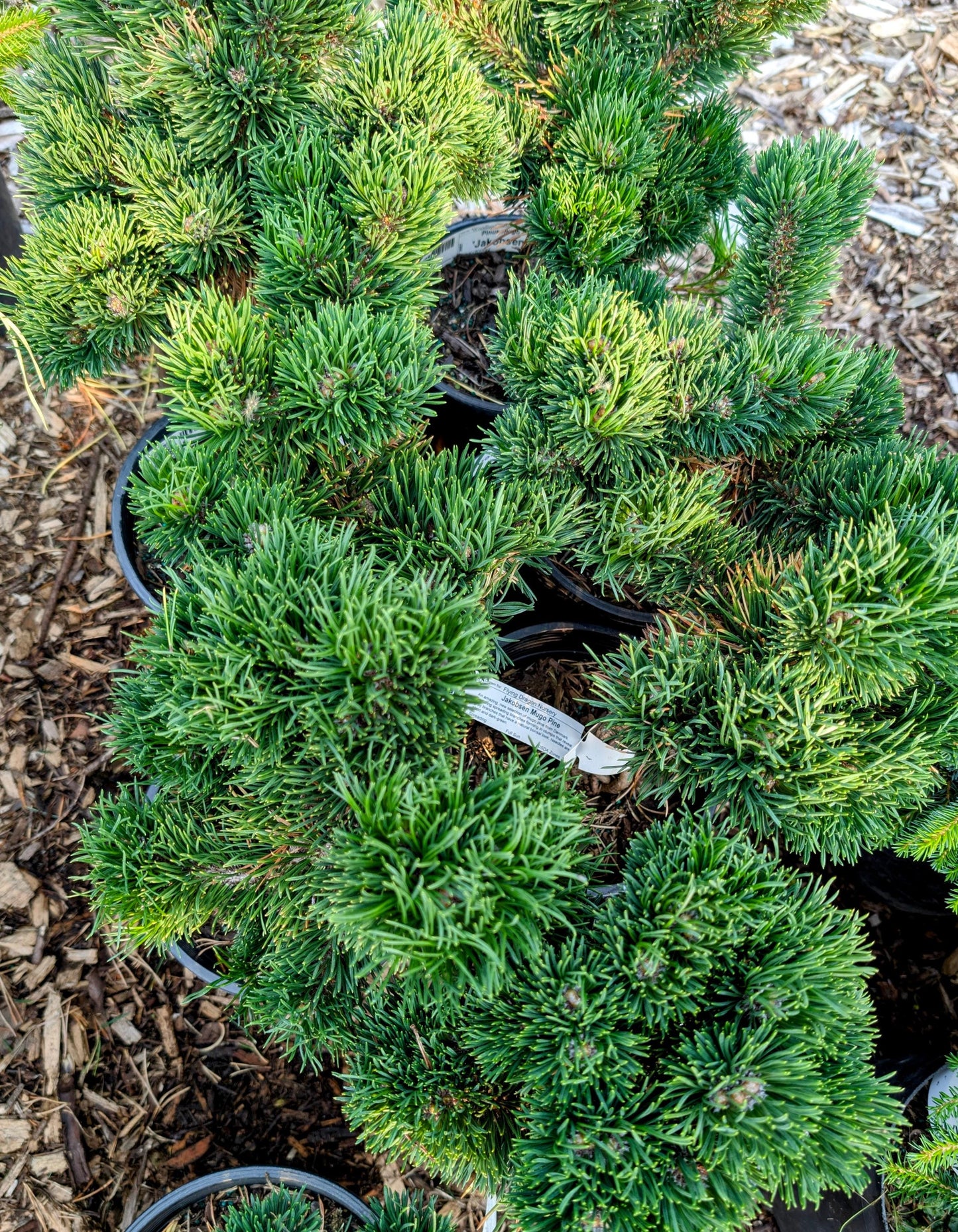 Jakobsen Dwarf Mugo Pine, Pre-Bonsai Starter Tree, Cold Hardy - Live Plant