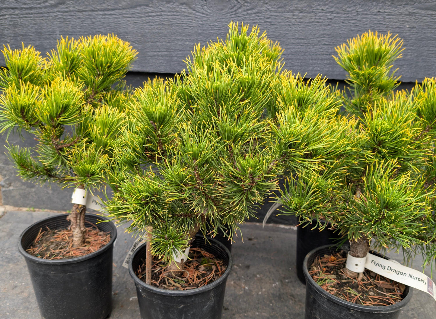 Carsten's Wintergold Dwarf Mugo Pine, Cold Hardy Conifer - Live Plant