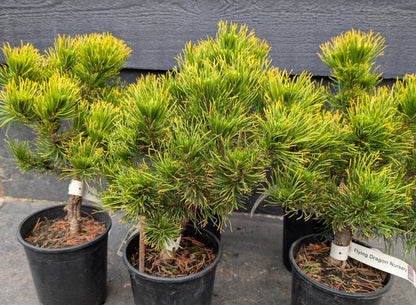 Carsten's Wintergold Dwarf Mugo Pine, Cold Hardy Conifer - Live Plant