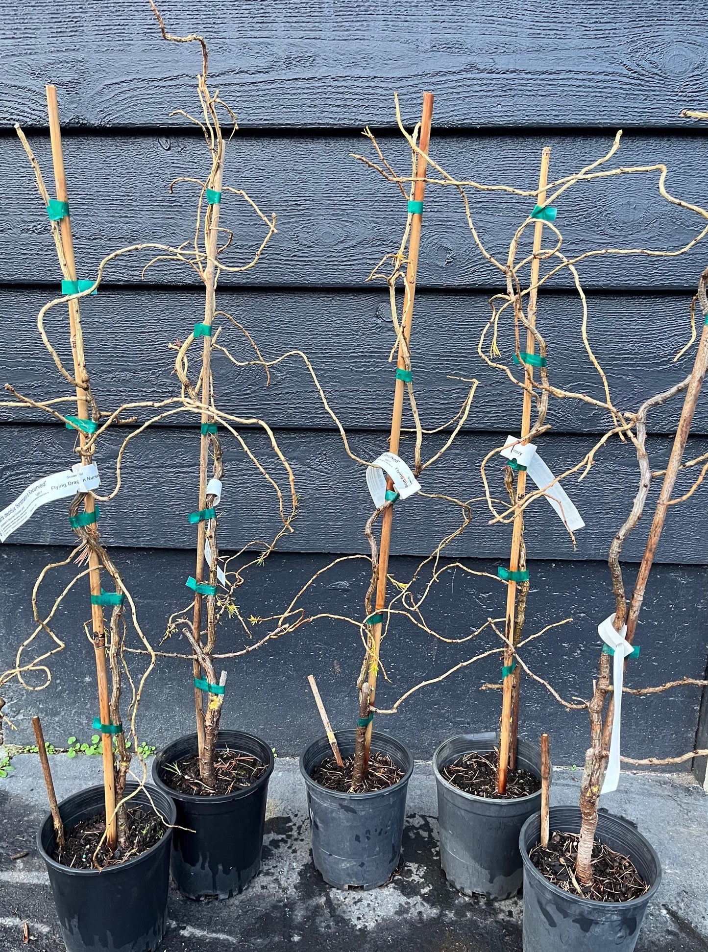 Hortstmann's Recurved Contorted European Larch, Unique Twisted Branches - Live Plant