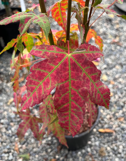 Mystic Jewel Japanese Maple Tree, Heat Tolerant Acer Oliverianum - Live Plant