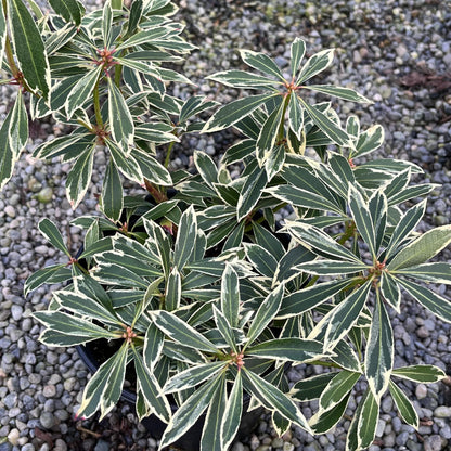 Flaming Silver Variegated Lily Of The Valley, Flowering Evergreen Shrub - Live Plant