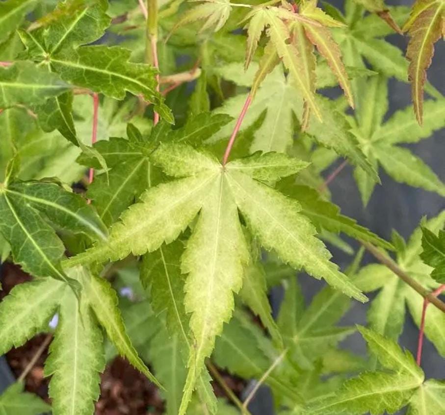 La Diabla Acer Palmatum Rare Japanese Maple Tree - Live Plant