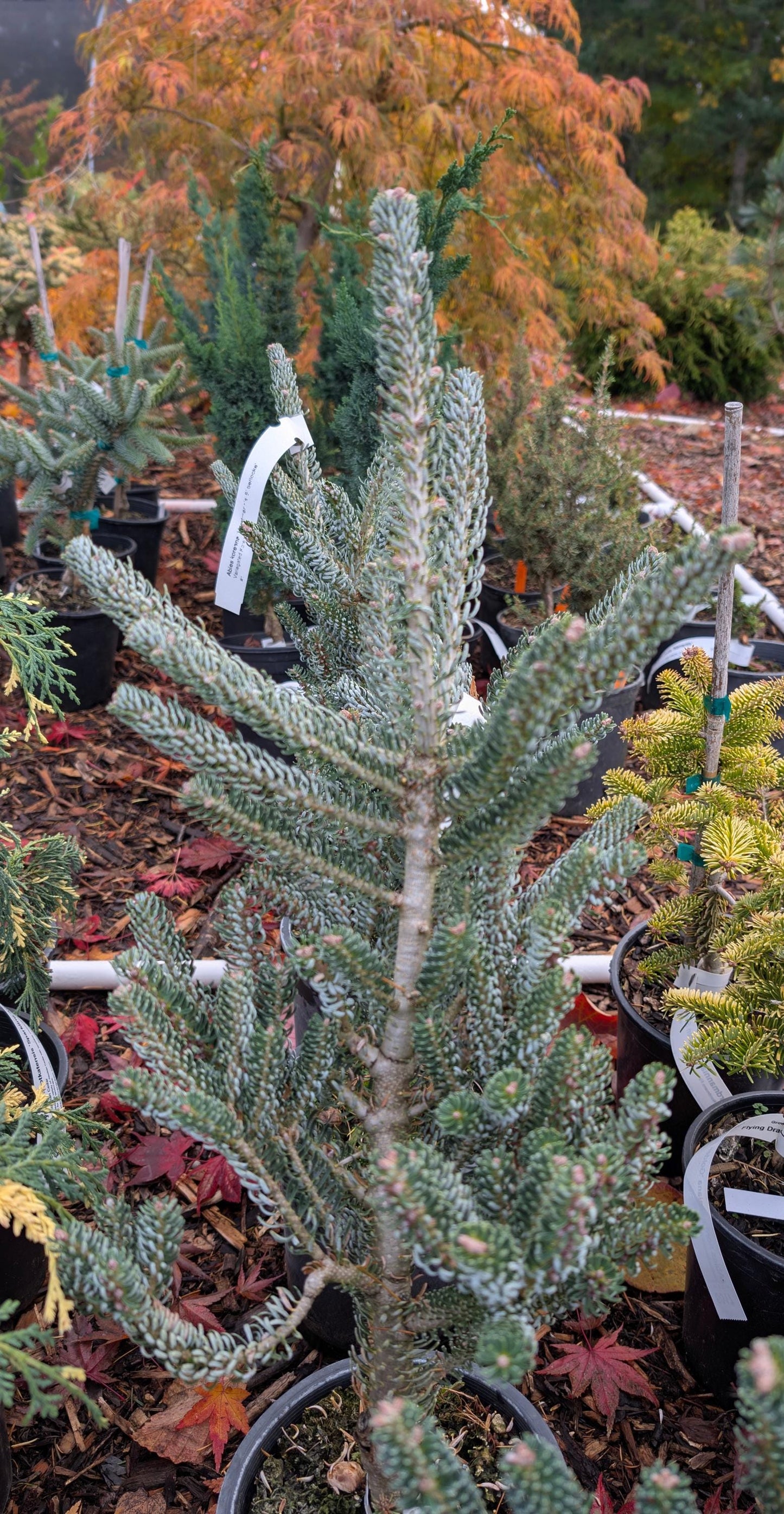 Horstmann's Silberlocke Korean Fir, Upright Silver-White Conifer Purple Cones - Live Plant