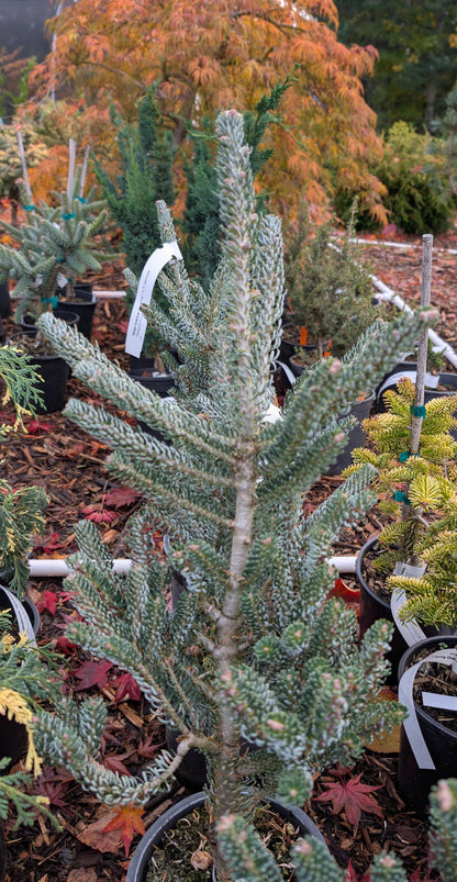 Horstmann's Silberlocke Korean Fir, Upright Silver-White Conifer Purple Cones - Live Plant