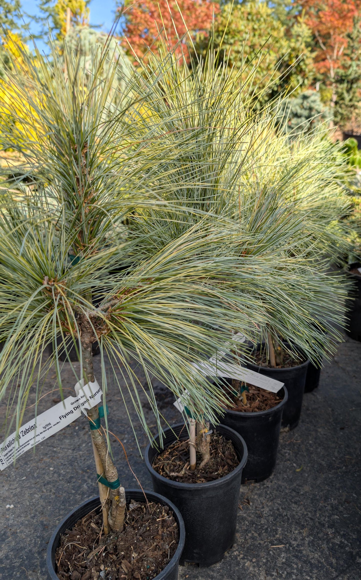 Zebrina Rare Variegated Himalayan Pine Collector Conifer - Live Plant