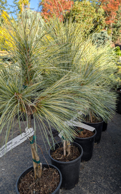 Zebrina Rare Variegated Himalayan Pine Collector Conifer - Live Plant