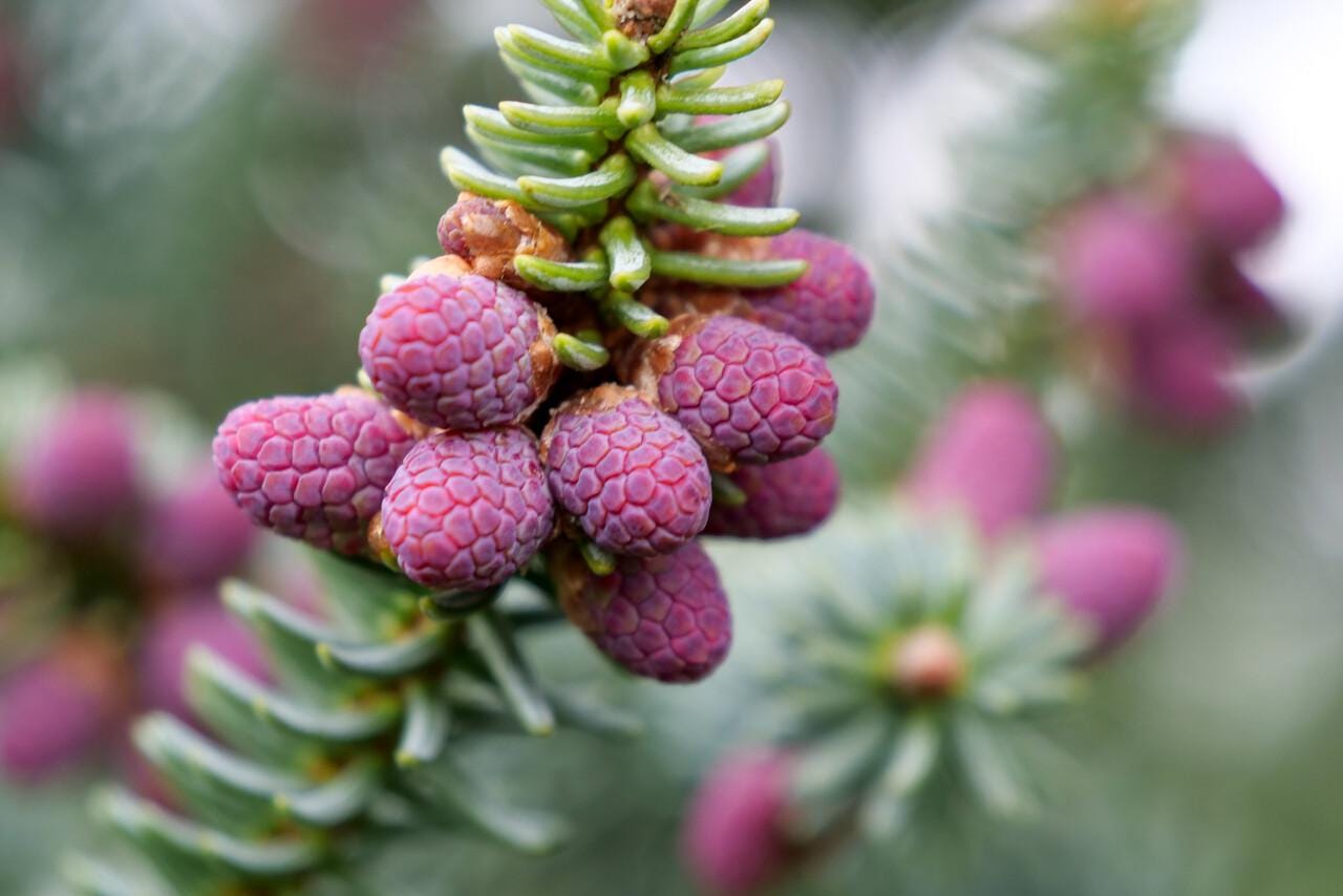 Glauca Blue Spanish Fir Abies Pinsapo, Unique Needle Dwarf Conifer - Live Plant