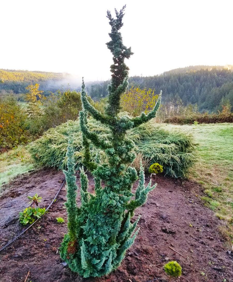 Wissel's Saguaro Rare Lawson Cypress, Blue-Green Evergreen Tree - Live Plant