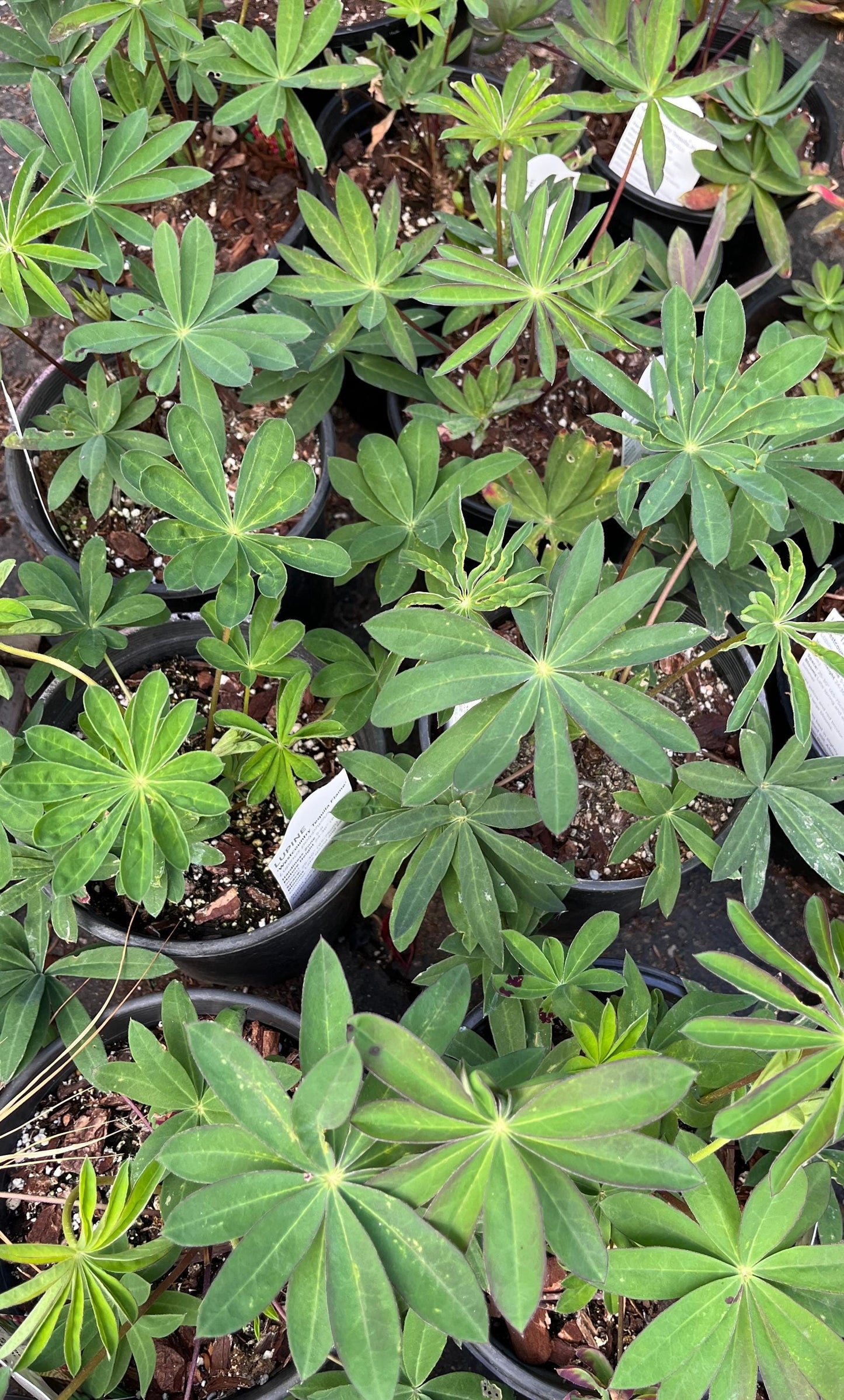 Tequila Flame Lupine, Vibrant Perennial, Pollinator Friendly Garden Flower - Live Plant