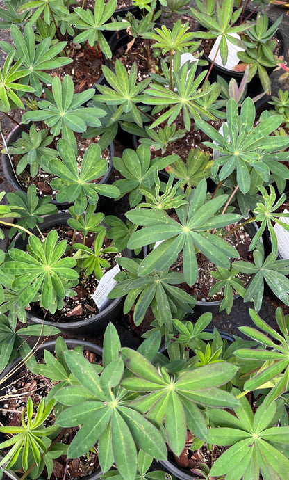 Tequila Flame Lupine, Vibrant Perennial, Pollinator Friendly Garden Flower - Live Plant