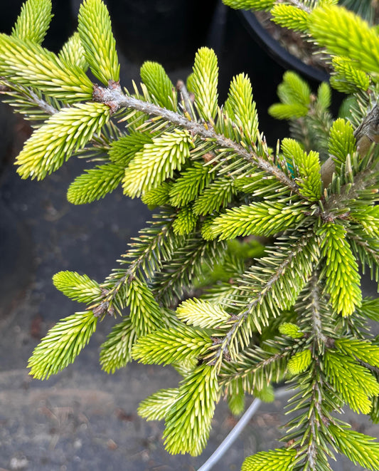 Silver Seedling Rare Variegated Oriental Spruce, Dwarf Evergreen Conifer Tree - Live Plant