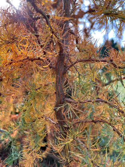 Hortstmann's Recurved Contorted European Larch, Unique Twisted Branches - Live Plant