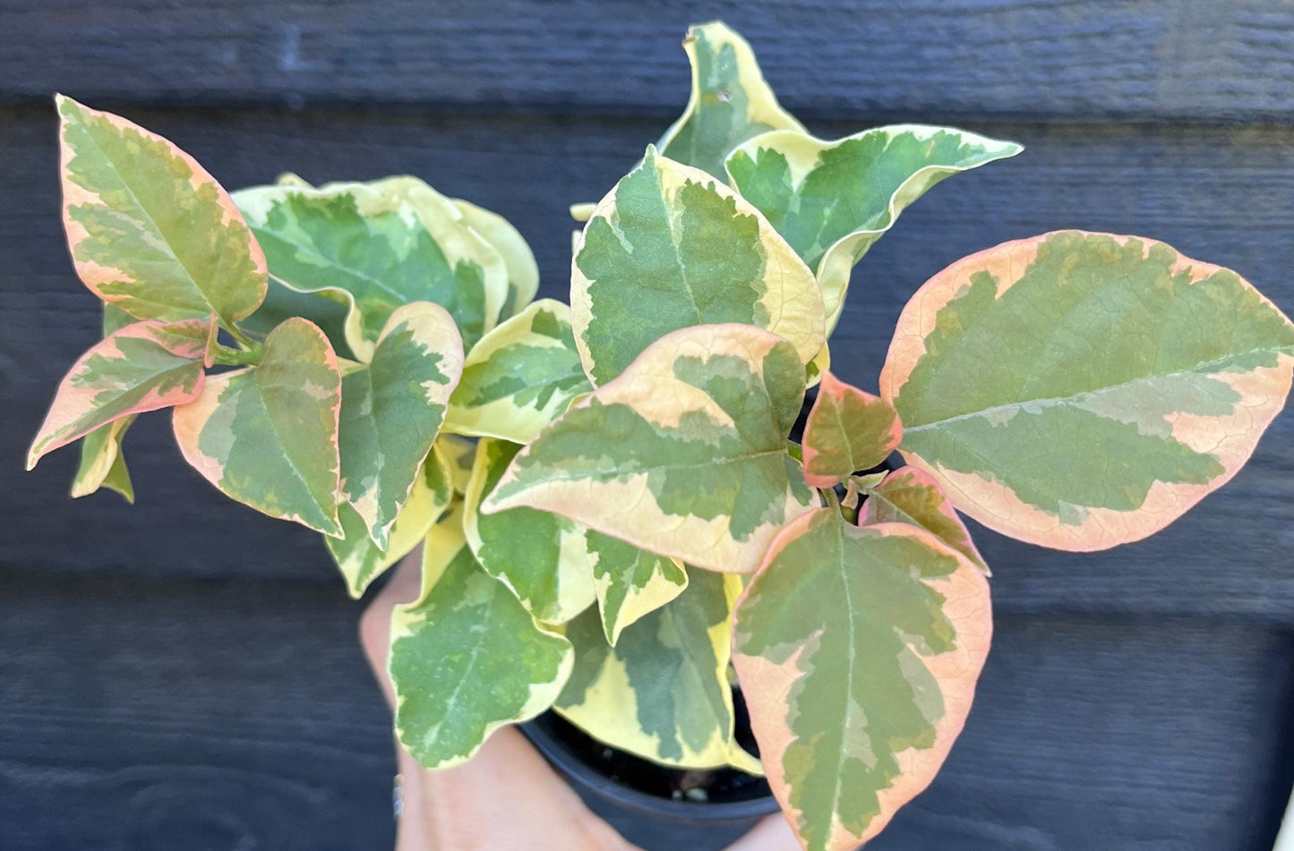 Bengal Orange Bougainvillea Rare Variegated Flowering Vine - Live Plant