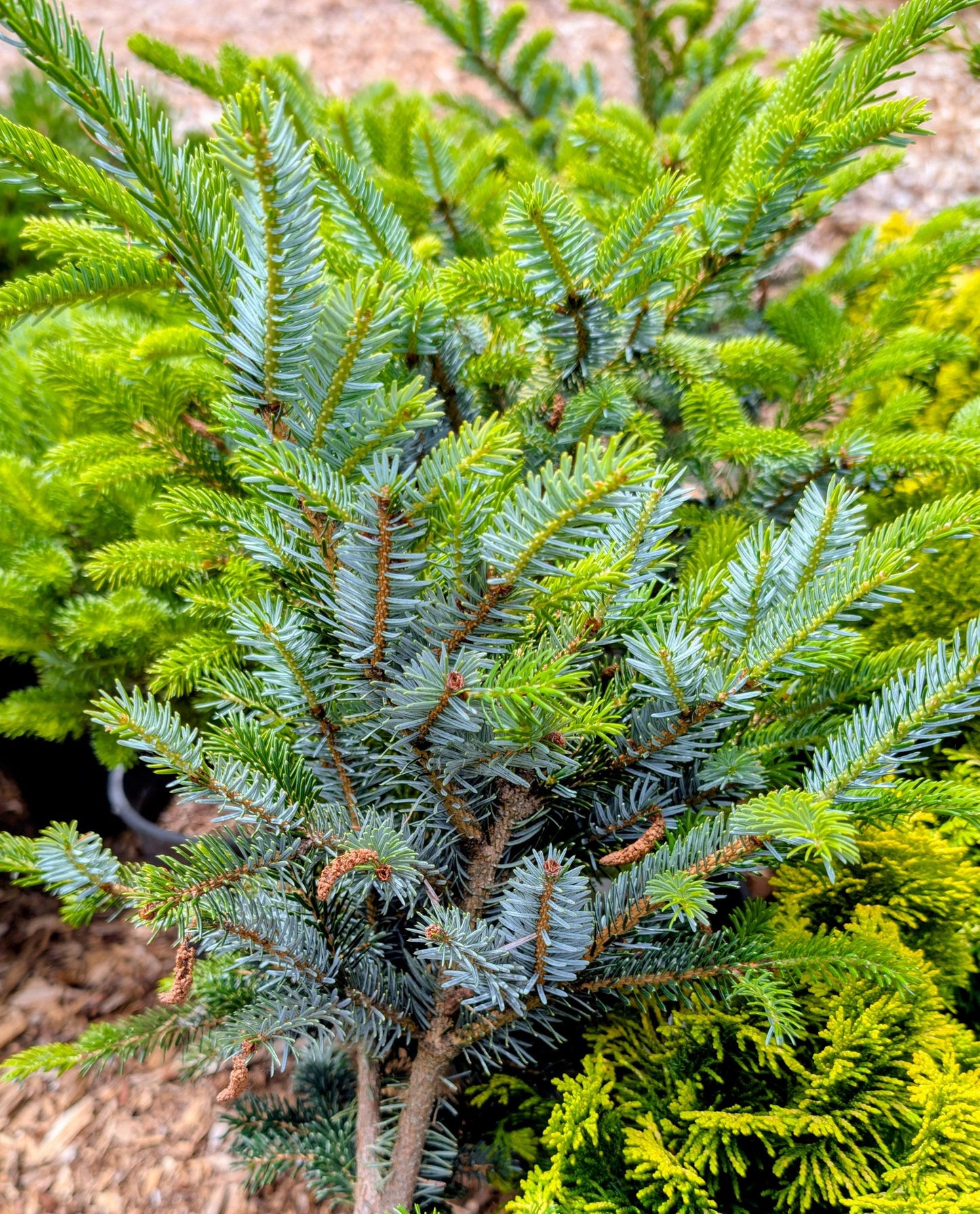 Howell’s Dwarf Tigertail Spruce, Picea Bicolor Conifer,  Unique Purple Cones - Live Plant