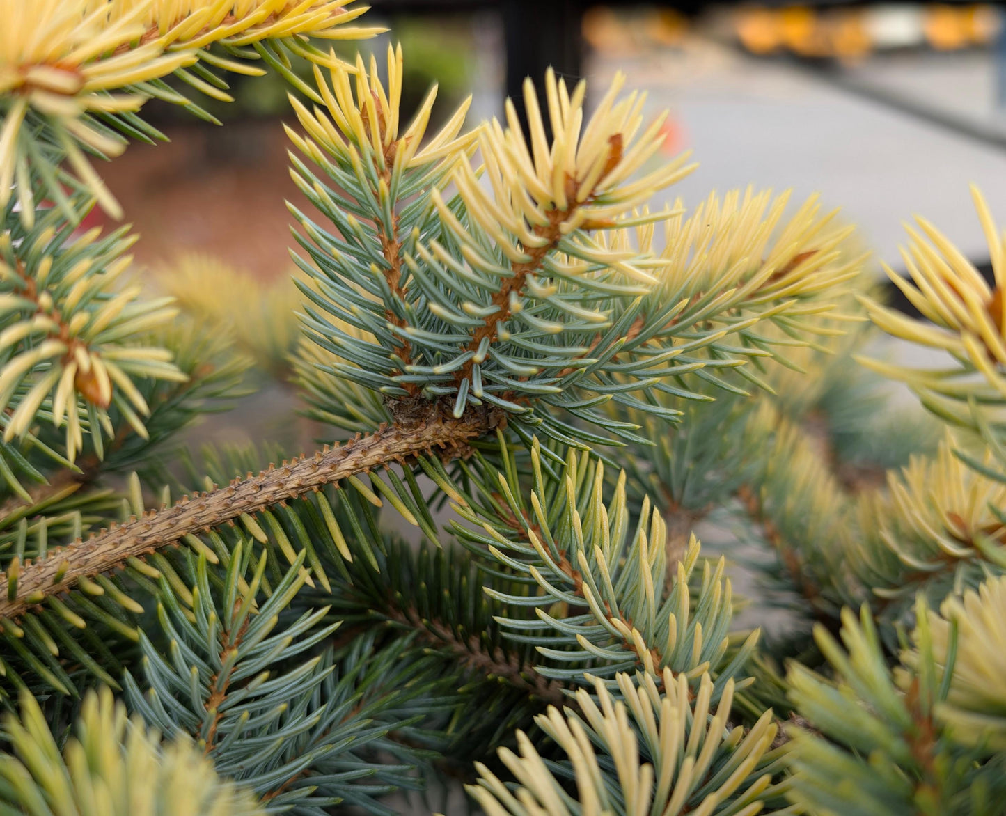 Walnut Glen Colorado Blue Spruce, Golden Dwarf Collector Conifer - Live Plant