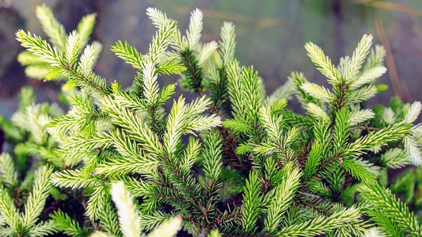 Silver Seedling Rare Variegated Oriental Spruce, Dwarf Evergreen Conifer Tree - Live Plant