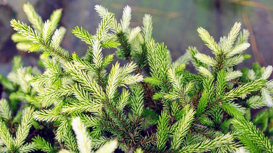 Silver Seedling Rare Variegated Oriental Spruce, Dwarf Evergreen Conifer Tree - Live Plant