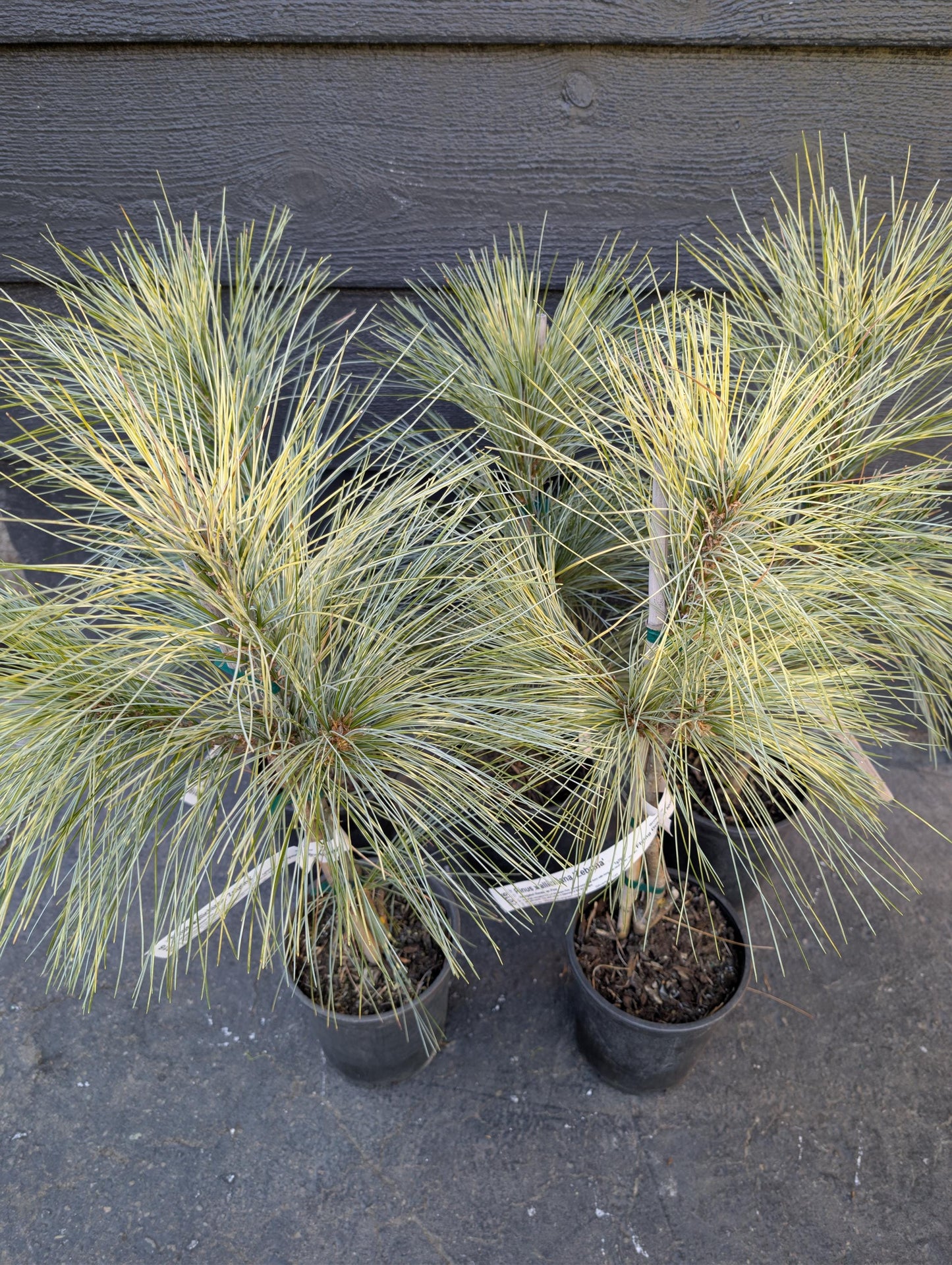 Zebrina Rare Variegated Himalayan Pine Collector Conifer - Live Plant