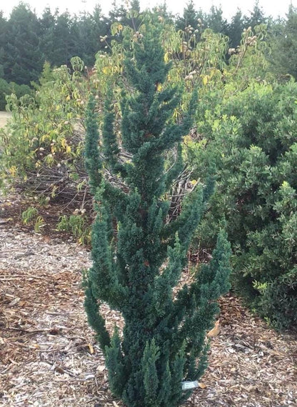Wissel's Saguaro Rare Lawson Cypress, Blue-Green Evergreen Tree - Live Plant