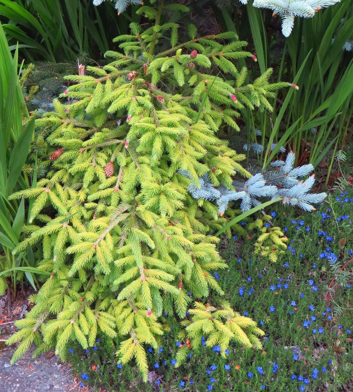 Catharine's Golden Heart Rare Golden Norway Spruce, Weeping Conifer - Live Plant