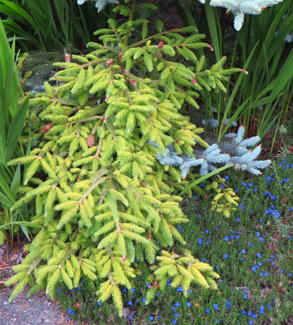 Catharine's Golden Heart Rare Golden Norway Spruce, Weeping Conifer - Live Plant