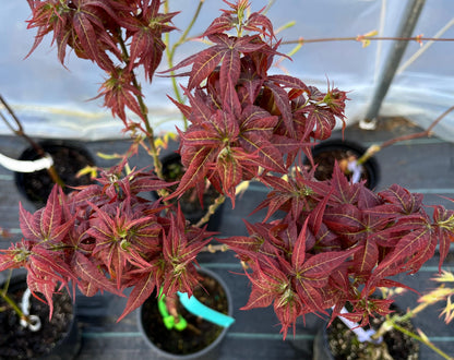 Kurenai Jishi Japanese Maple, Rare Red Lion's Head Acer Palmatum - Live Plant