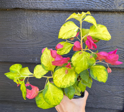 Sunstone Red Bougainvillea Fast Growing Tropical Flowering Vine - Live Plant