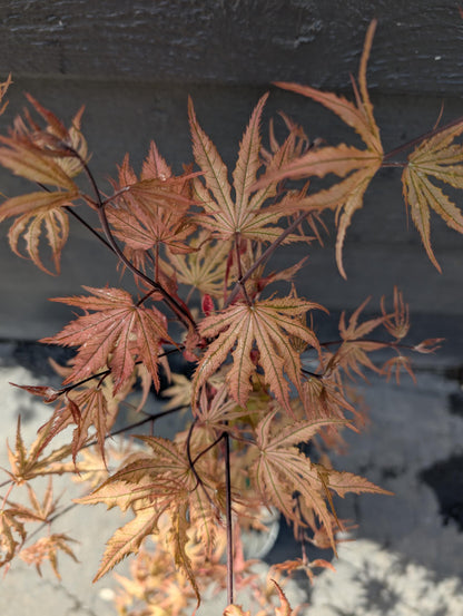 Strawberry Spring Japanese Maple Pink Reticulated Acer Palmatum - Live Plant
