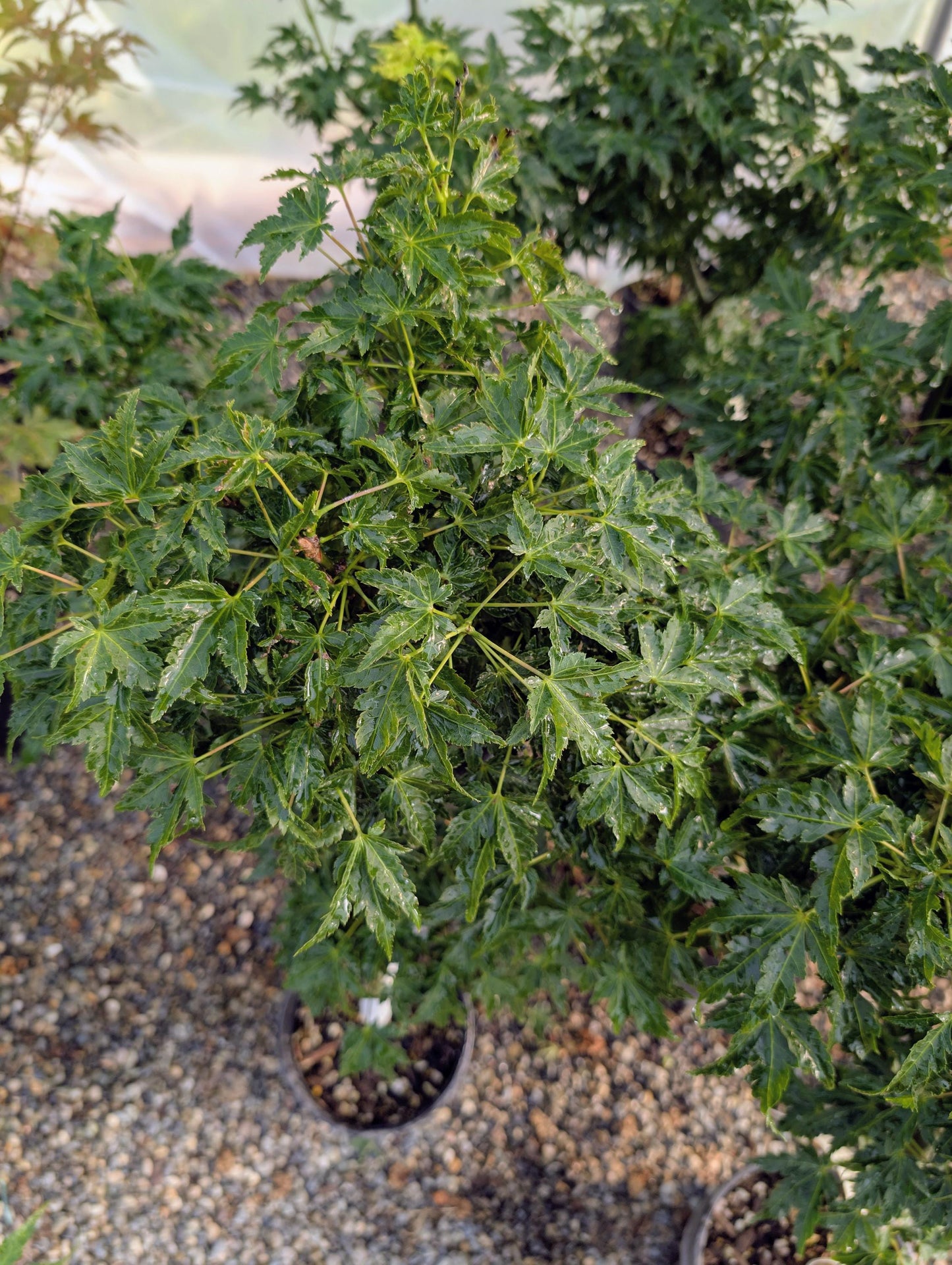 Ojishi Rare Dwarf Japanese Maple, Male Lion Tree Counterpart To Shishigashira - Live Plant