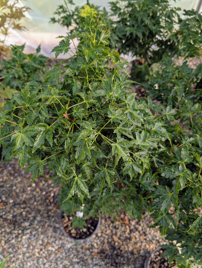 Ojishi Rare Dwarf Japanese Maple, Male Lion Tree Counterpart To Shishigashira - Live Plant