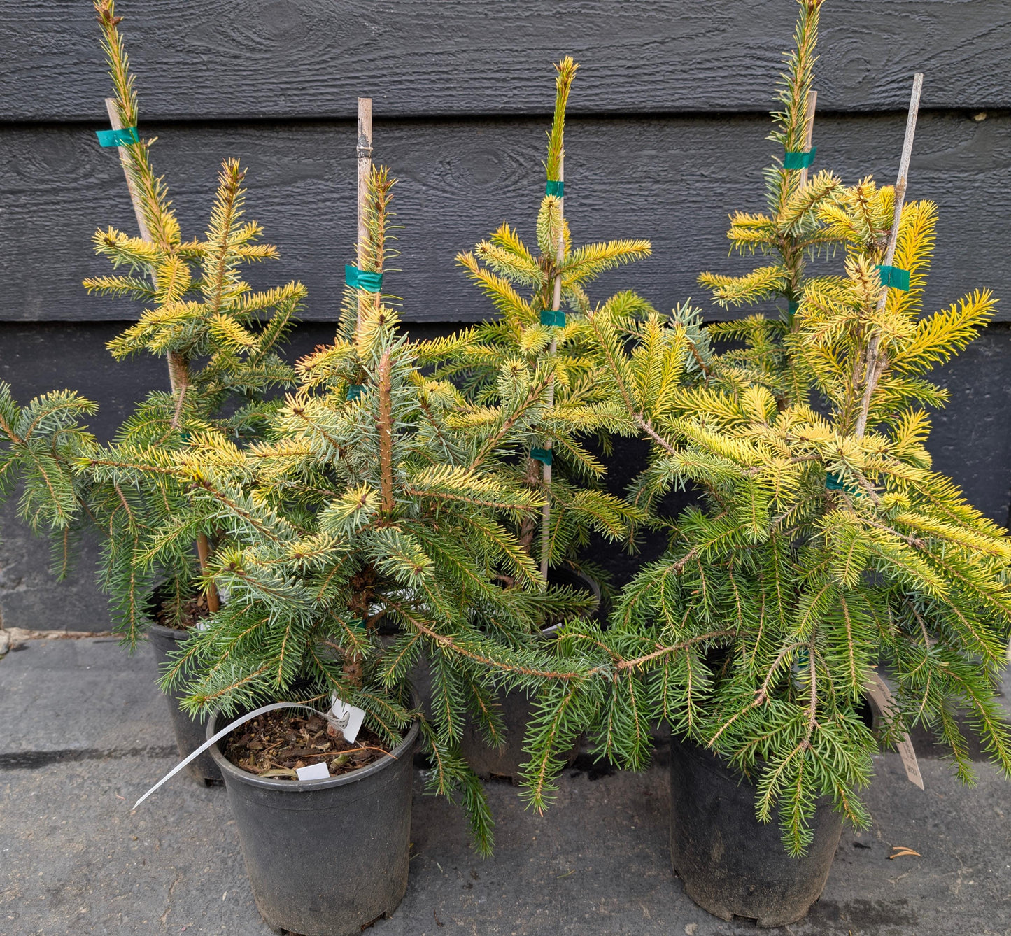 Aurea Golden Serbian Spruce, Narrow Upright Picea Omorika Collector Conifer - Live Plant
