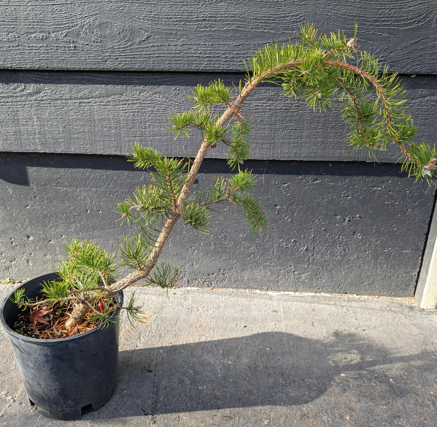 Uncle Fogy Rare Twisting Jack Pine, Pinus Banksiana Unique Weeping Conifer - Live Plant