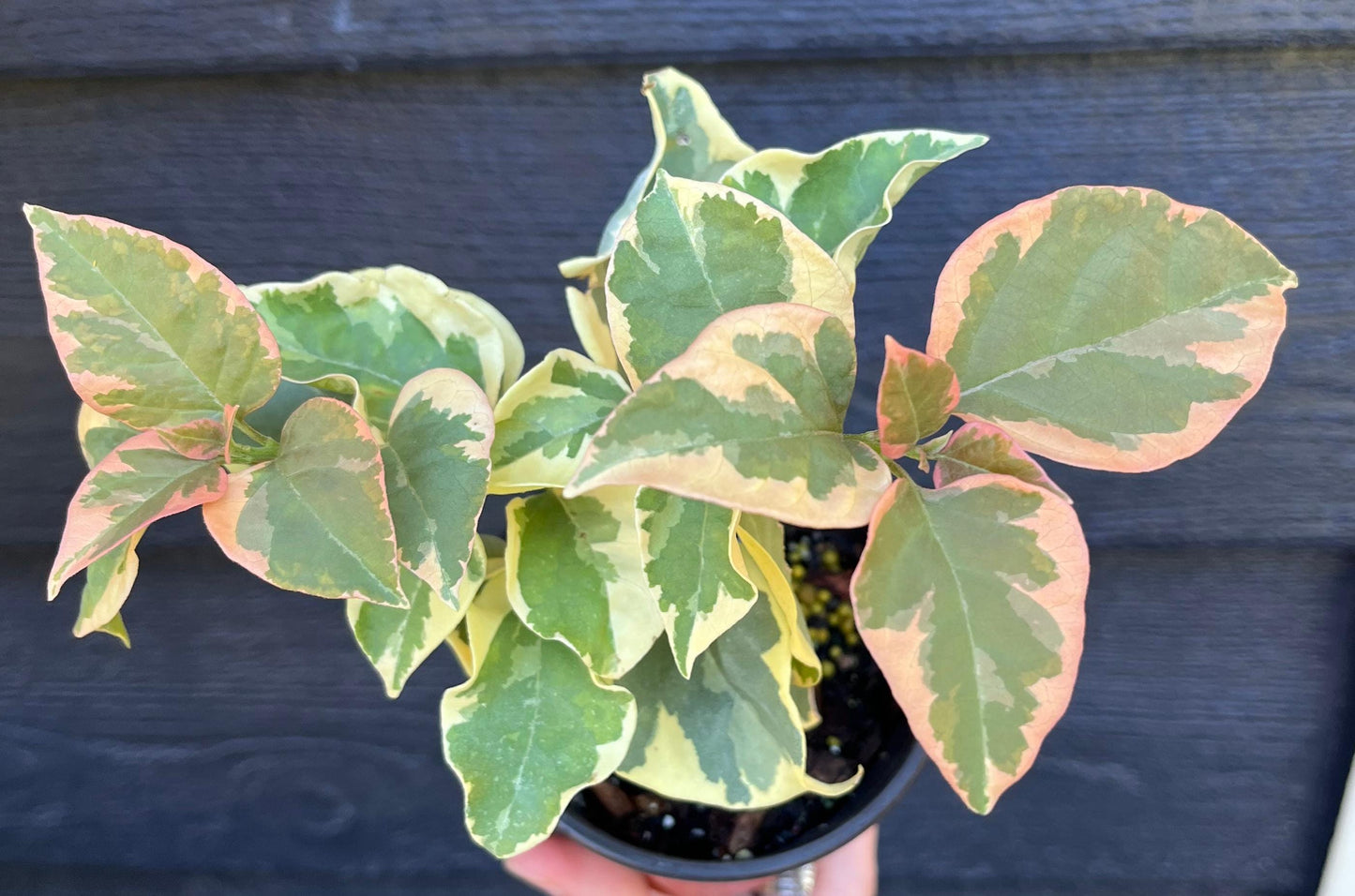 Bengal Orange Bougainvillea Rare Variegated Flowering Vine - Live Plant