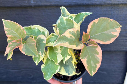 Bengal Orange Bougainvillea Rare Variegated Flowering Vine - Live Plant